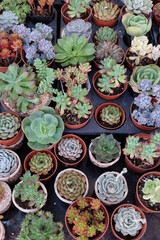 Cactus are popular for planting to decorate a house, in a room, in a garden or condo, because they are easy to grow.They are small and various varieties. But cute. Many people like to plant trees to b