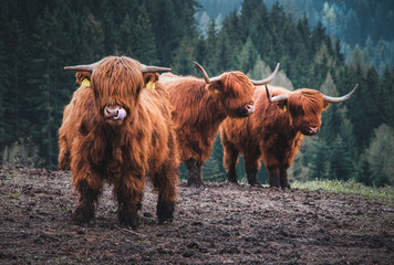 Highlandrinder auf einer matschigen Weide