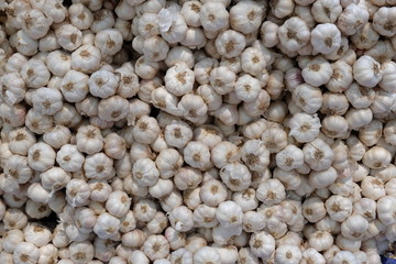 Garlic, spices and Thai herbs. Seasonal agricultural products in Thailand are sold in agricultural markets. Garlic is often used as an ingredient and flavored in food.