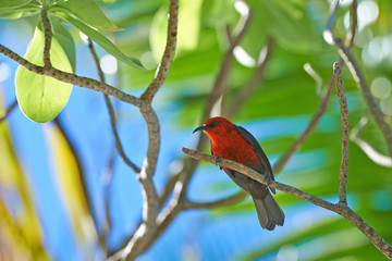 Tropical red bird_3