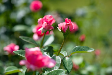Nice rose with bokeh nature flora gardening macro spring time