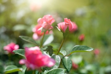 Nice rose with bokeh nature flora gardening macro spring time