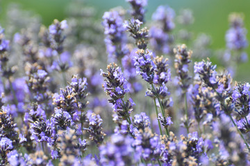 Obraz premium Purple Lavender blossom close-up view with blurred background