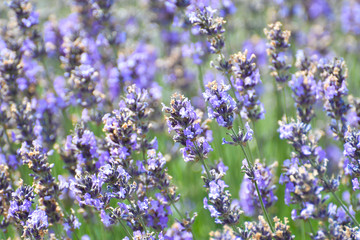 Purple Lavender blossom close-up view with blurred background