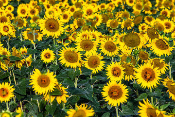 Fototapeta premium Fragment of a field with sunflowers close-up. France. Provence. Valensole