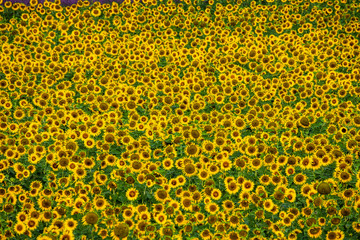 Fragment of a field with sunflowers. France. Provence. Valensole