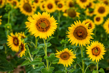 Fragment of a field with sunflowers close-up. France. Provence. Valensole