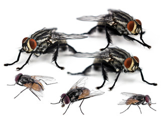 fly on a white