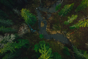 Aerial view on wild curved pine forest river from above