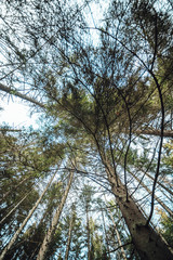 Fototapeta premium trees and sky