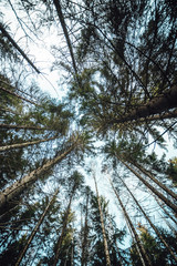 trees in the forest