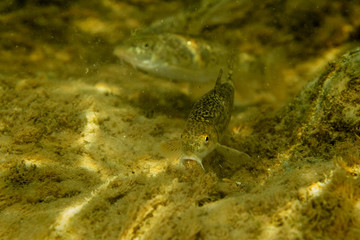 The Danube barbel from Mrežnica River, Croatia