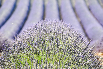 lavender field in drome valensole provence france