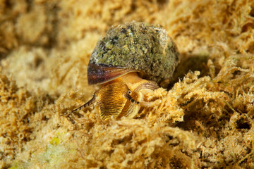Freshwater snail from Mrežnica River, Croatia