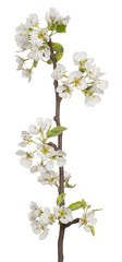 pear blossom isolated