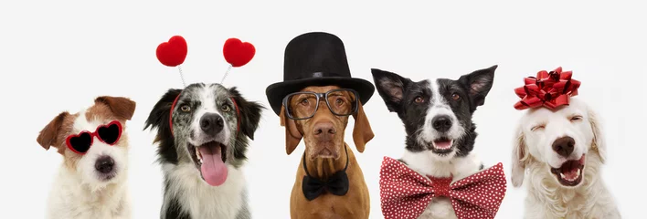  banner five dogs celebrating valentine's day with a red ribbon on head and a heart shape diadem or glasses, top hat and bowtie. isolated against white background. © Sandra