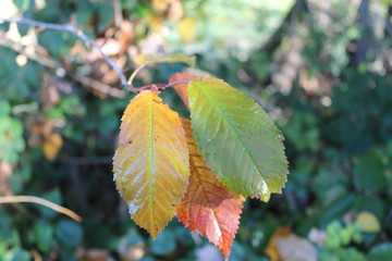 farbige Blätter Blätterspiel