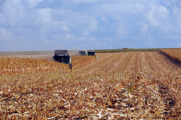 Machines harvest the field. The harvester is harvesting the ripe corn. It's autumn. - 319741475