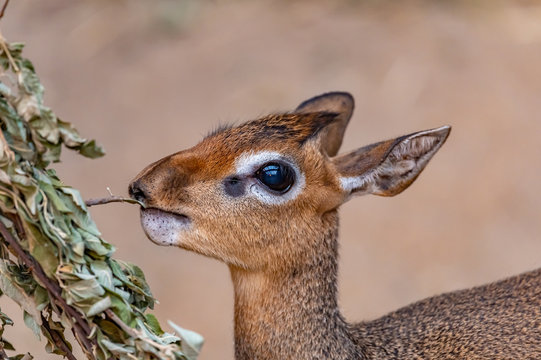 closeup of a dik-dik antelope