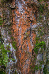 The bark of an old tree with a changed color and young moss