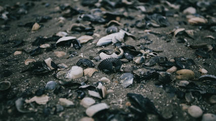 Seashells on the beach