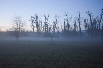 Freudental, South of Germany, park of the Castle in fog
