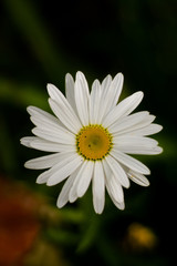 white daisy flower