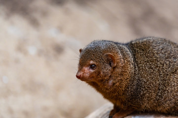 portrait of a mongoose