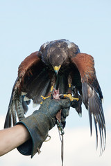Feeding the falcon. Bird sits on hand