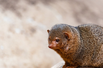 portrait of a mongoose