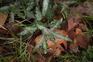 Morning dew on a winter morning