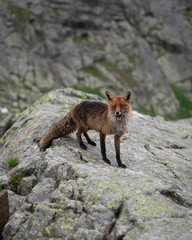 Wild fox spotted in the High Tatras mountains