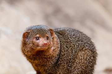 portrait of a mongoose