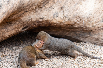 mongoose fighting