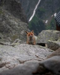 Wild fox spotted in the High Tatras mountains
