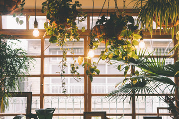 Hanging plants and lights in front of the wooden window 