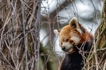 a red panda