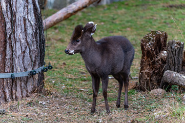 Tufted deer