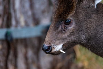 closeup of a tufted deer