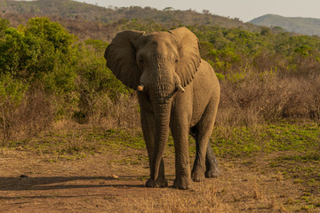 Fototapeta na wymiar Elephant Sout Africa