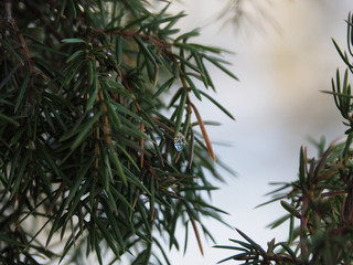 Isolated branch of natural juniper with a dewdrop in the garden closeup. Picture of an evergreen useful coniferous plant for landscape design. Spring mood template.