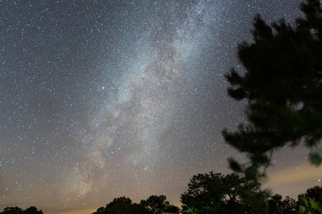 Milkyway Galaxy and tree