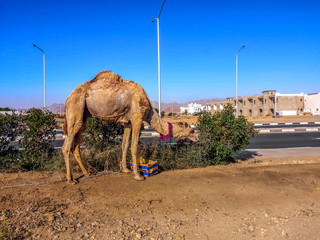 A camel eats leaves from bushes on the side of the street in Sharm El Sheikh (Egypt). Dromedary against the backdrop of a desert-cityscape in an African town