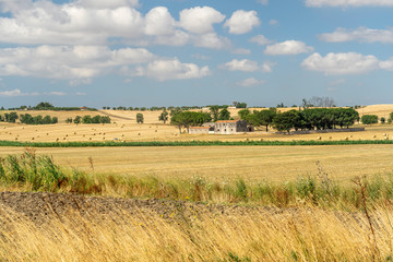 Rural landscape in Apulia at summer