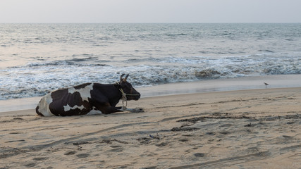 Cow on Cherai Beach, Kochi, Kerela, India