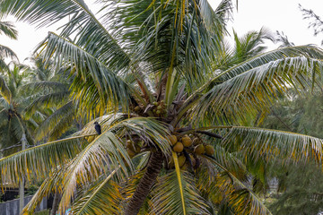 Cose up of Coconut palm tree