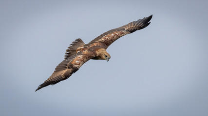 Juvenile Indian bird of prey Brahminy kite (Haliastur indus)