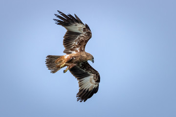 Fototapeta premium Juvenile Indian bird of prey Brahminy kite (Haliastur indus)