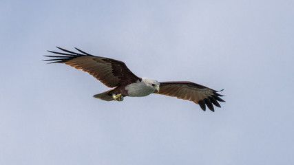 Indian bird of prey Brahminy kite (Haliastur indus)