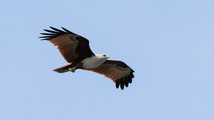 Indian bird of prey Brahminy kite (Haliastur indus)